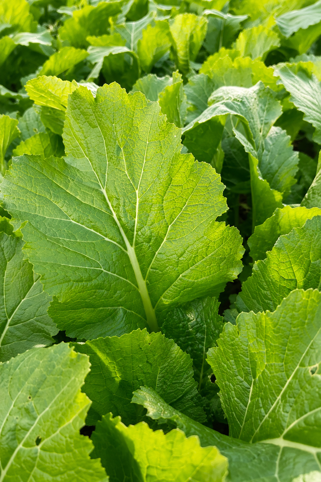 Close-up of healthy leafy greens grown for club meals